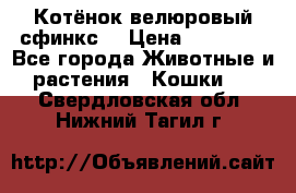 Котёнок велюровый сфинкс. › Цена ­ 15 000 - Все города Животные и растения » Кошки   . Свердловская обл.,Нижний Тагил г.